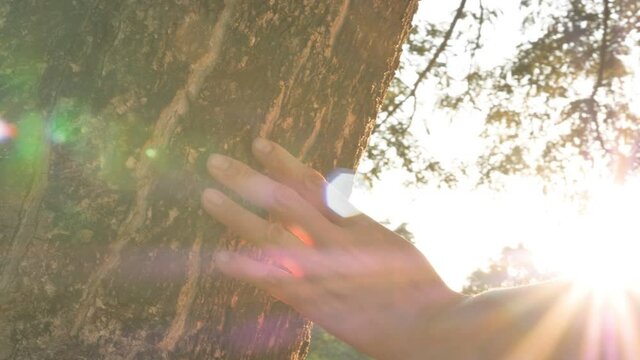 slow motion 4k close up hand of human touching a tree trunk in the forest