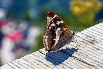 Großer Schillerfalter - Schmetterling - seitlich - Detail - Flügel