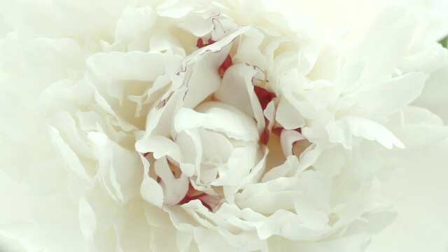 Beautiful white Peony center background. Blooming peony flower open, time lapse, close-up. Wedding backdrop, Valentine's Day concept. Soft backdrop. UHD video timelapse