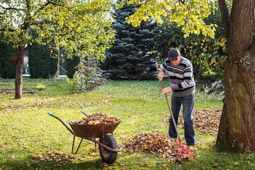 Senior man raking leaf from lawn in garden. Autumn gardening. Gardener cleaning backyard. Wheelbarrow with fallen leaves - obrazy, fototapety, plakaty
