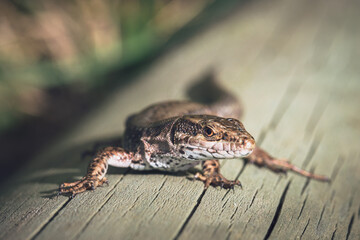 lizard on a wooden post