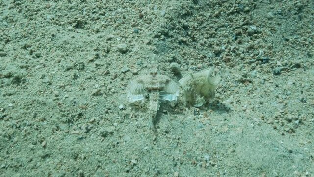 Seamoth moves on the sandy bottom in shallow water in sun rays. Pegasus, Little Dragonfish or Common Seamoth (Eurypegasus draconis). Slow motion