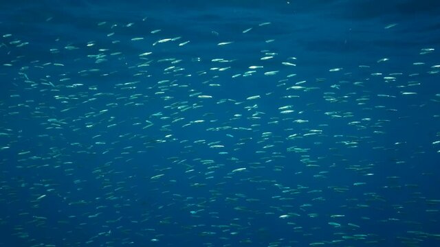 A large shoal of Blue sprat, Delicate round herring or blueback sprat (Spratelloides delicatulus). Massive school of small fish swims in the blue water in sunrays. Slow motion
