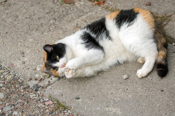 Szylkretowy kot bawiący się na chodniku - obrazy, fototapety, plakaty
