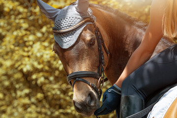 Obraz premium Verbindung zwischen Mensch und Pferd