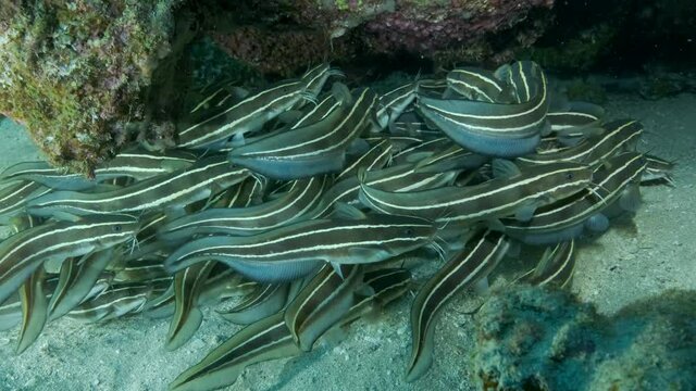 School of Striped Catfish are hiding inside a coral cave. Striped Eel Catfish (Plotosus lineatus), Close-up, Slow motion