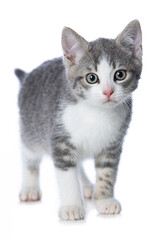 Cute tabby kitten standing isolated on white
