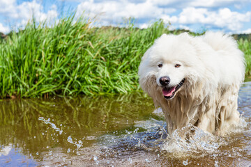 Samoyed. Fluffy white big dog in the water