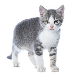 Obraz premium Cute tabby kitten isolated on white