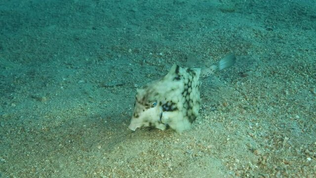 Close-up of Boxfish swims over sandy bottom. Thornback Boxfish or Camel Cowfish (Tetrosomus gibbosus), Slow motion