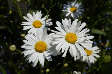 beautiful large daisies on a sunny summer day on flower island Mainau in Germany