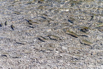 beach of the most beautiful lake of italy molveno, fish in the crystalline water