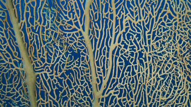 Details of the soft coral Giant Gorgonian or Sea fan (Subergorgia mollis). Close-up of coral. Camera moves sideway to the right side, Slow motion