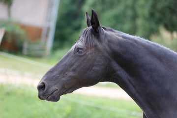 Fototapeta premium Head shot of a purebred morgan horse at a rural ranch
