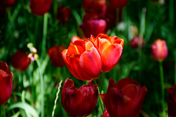Fototapeta premium a couple of sunlit bright red tulips in love on Mainau island on lake Constance 