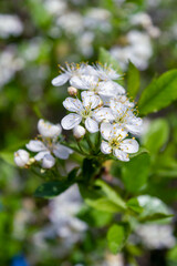 Blossoming cherry branch on a blurred background. Beautiful white cherry blossoms blooming on branch close up.