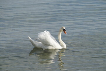 a majestic swan basking in the evening sun on lake Constance in Germany	