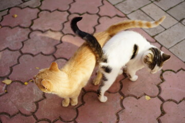 Fototapeta premium White spotted cat and ginger cat hugs and walk in a sunny autumn day