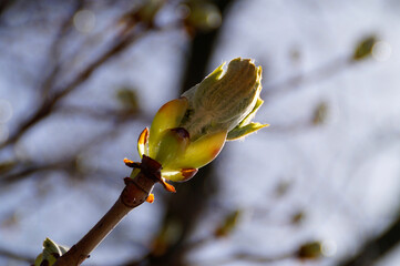 a tree bud with new green leaves on a sunny April day