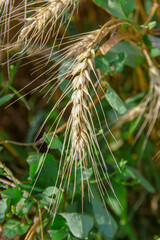 Yellow ears of wheat in a field in August