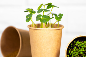 Microgreens closeup. Young green sprouts for food in paper cup. Diet food. Herbal growing. Healthy eating concept in light background.Eco Friendly Theme