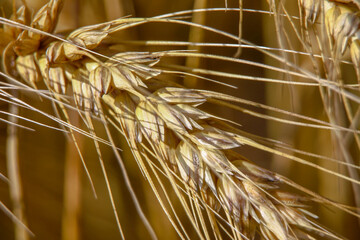Yellow ears of wheat in a field in August