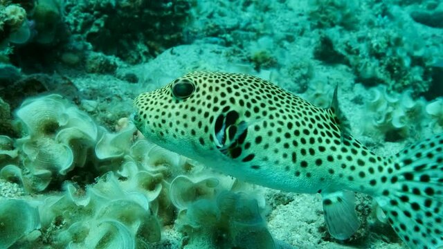 Close-up of Pufferfish swims near coral reef. Blackspotted Puffer (Arothron stellatus), Slow motion