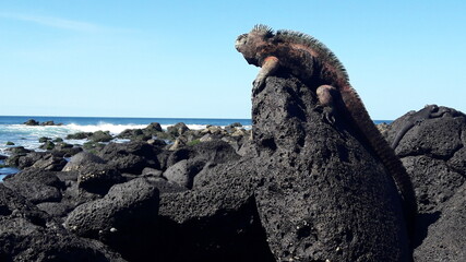 galapagos marine iguana on a rock