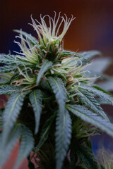 Naklejka na ściany i meble Planta de Cannabis en flora