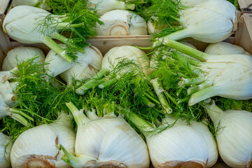 Fennel harvest on the vegetable market. Macro close up, food textures.
