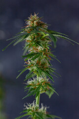 Planta de Cannabis en flora