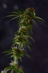 Planta de Cannabis en flora