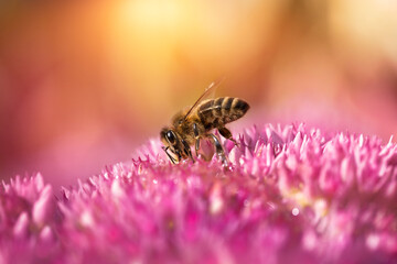 Pszczoła miodna żywiąca się kwiatem rozchodnika - obrazy, fototapety, plakaty
