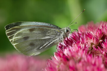 biały motyl na rozchodniku, różowy rozchodnik i motyl