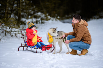 Fototapeta na wymiar father with daughter on a walk in the woods, daughter sitting on a sleigh and playing with a husky, a cheerful family with a dog.