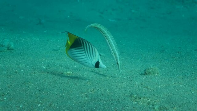 Butterfly fish with Wrasse fish feeds on the sandy bottom. Cross Stripe Butterfly (Chaetodon auriga) and Cigar Wrasse (Cheilio inermis), Slow motion