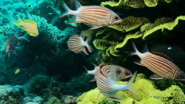 Close up, shoal of tropical fishes swims near Lettuce coral or Yellow Scroll Coral (Turbinaria reniformis), Slow motion