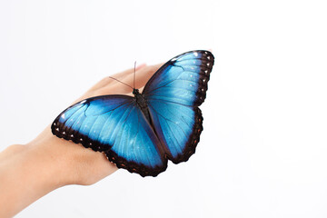 Beautiful Butterfly Morpho sits on a woman's hand with a neutral manicure. White background. A place for text. Beauty. Skin care.