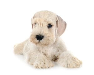 puppy miniature schnauzer in studio