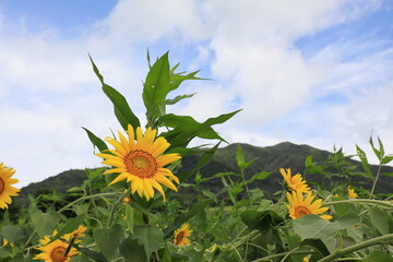 高原に広がるヒマワリ畑