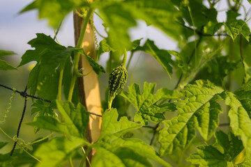 Bitter melon or momordica charantia also called bitter gourd or bitter squash hanging on trees in the local fields in Indonesia.