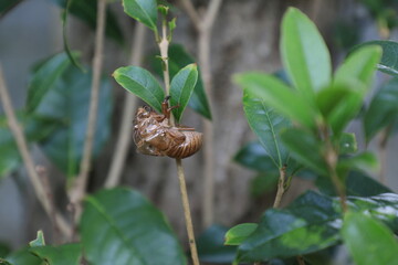 細い木の枝から飛び立ったセミの抜け殻