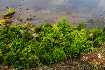 Seedlings of rice plants in the fields are ready to be planted. Traditional organic rice cultivation in Indonesia.