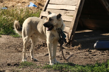 Obraz premium selective focus, shepherd dog tied in front of animal farm