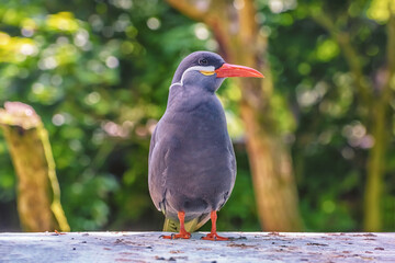 Inca Tern with dark grey body, white moustache on both sides of its head