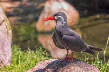 Inca Tern with dark grey body, white moustache on both sides of its head is on the stone