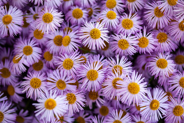Background with pink asters. Lilac daisies. Aster alpinus, perennial. Floral background
