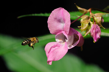 Nature photography of a bee on pink flower impatiens glandulifera - Stockphoto