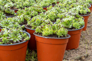 Fototapeta na wymiar Plastic pots with Sempervivum seedlings.
