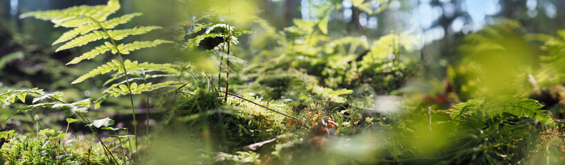 Obraz na płótnie Canvas forest with moss, fern and light bokeh background